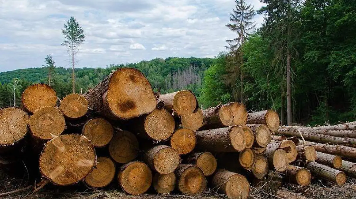 COP26 compromiso para frenar deeforestación